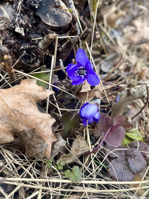 Kan vara en bild av backsippa, smörblomma och förgätmigej