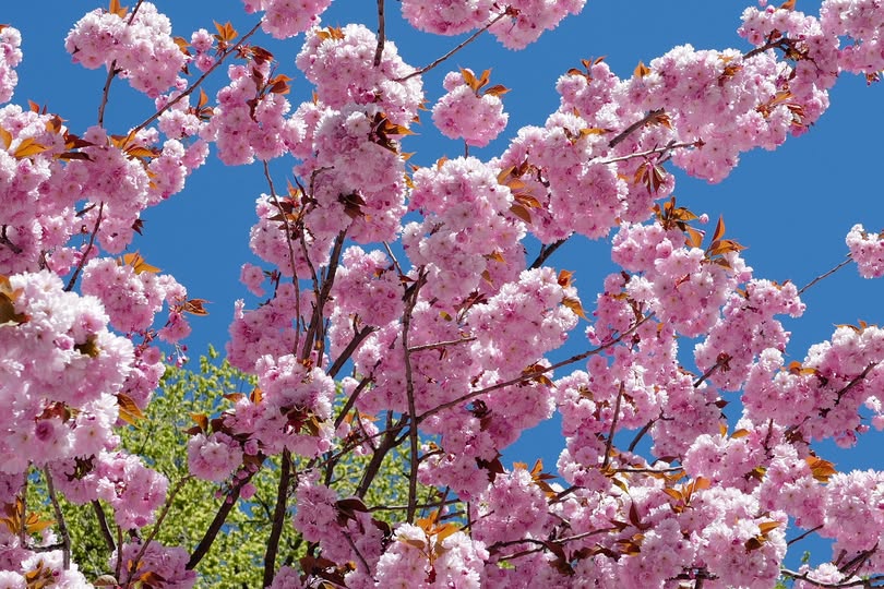 Kan vara en bild av blomma och stenfruktsträd