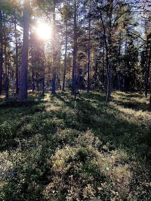 Kan vara en bild av natur