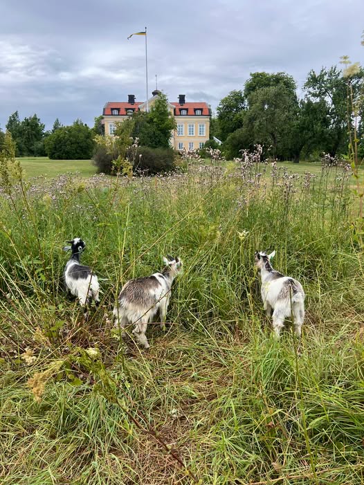 Kan vara en bild av gräs