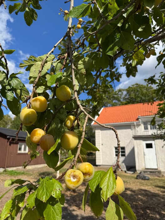 Kan vara en bild av päron, stenfruktsträd och longan